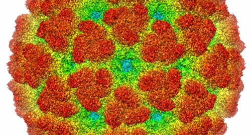 Chikungunya in Francia, 25 casi locali e due focolai attivi